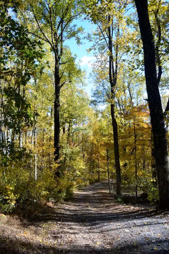 Night Sky & Forest photo 2