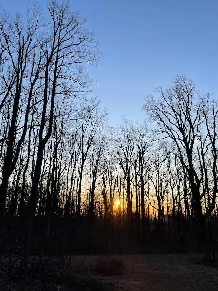 Night Sky & Forest photo 3